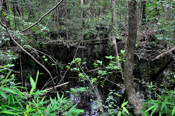 view from the trail at Dismal Swamp State Park